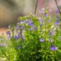 Lobelia – Techno Cobalt Blue – 10″ Hanging Basket